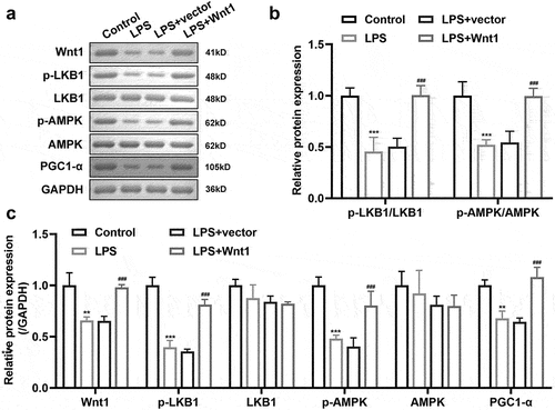 Figure 5. Wnt1 activates the LKB1-AMPK pathway. (a) Protein expression of Wnt1, p-LKB1, LKB1, p-AMPK, AMPK, and PGC1-α. (b) Quantification of p-LKB1/LKB1 and p-AMPK/AMPK ratio. (c) Quantification of each protein normalized to GAPDH. ###P < 0.001, versus LPS + vector. **P < 0.01, *** P < 0.001 versus control.