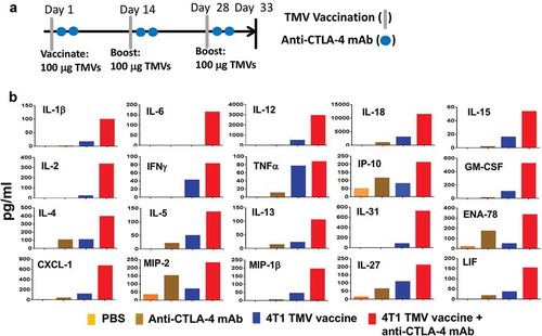 Figure 2. Co-administration of anti-CTLA-4 mAb with immunotherapy increases key immune mediators in serum. (a) Immunotherapy protocol design. BALB/c mice (n = 5) were immunized three times 14 d apart with PBS, anti-CTLA-4 mAb, TMV vaccine, or TMV vaccine + anti-CTLA-4 mAb. Serum was collected and pooled on d 5 after the final immunization. (b) eBioscience 36-Plex Luminex assay was performed by Charles River Laboratories. The values were an average of duplicate readings