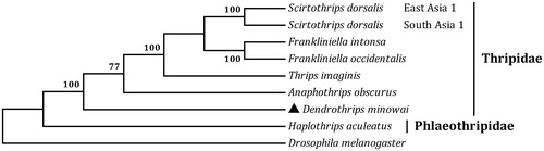 Figure 1. The maximum likelihood (ML) phylogenetic tree of Dendrothrips minowai and other moths. The GenBank accession numbers used for tree constructed are as follows: Anaphothrips obscurus (KY498001), Frankliniella intonsa (JQ917403), Frankliniella occidentalis (JN835456), Haplothrips aculeatus (KP198620), Scirtothrips dorsalis East Asia 1 (KM349826), Scirtothrips dorsalis South Asia 1 (KM349827 and KM349828), and Thrips imagines (AF335993).