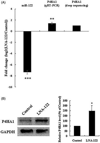 Figure 2. P4HA1 expression is up-regulated by miR-122 knockdown in chicken hepatocytes. (A) P4HA1 mRNA expression was increased by miR-122 knockdown. After transfection of control or LNA-122 in chicken hepatocytes, the expression of miR-122 was detected by real-time qRT-PCR and the expression of P4HA1 was detected by real-time qRT-PCR and RNA-seq . Sequencing data are from pooled samples of three 4-week-old chickens. Real-time qRT-PCR data are the means ± SEM of 3 independent experiments performed in duplicate and were analysed by student’s t-test. (B) P4HA1 protein expression was increased by miR-122 knockdown. After transfection of control or LNA-122 in chicken hepatocytes, the protein level of P4HA1 was detected by Western blotting and normalised to GAPDH. Left panel: Western blot analysis of P4HA1 in chicken hepatocytes transfected with LNA-122. Right panel: The protein level of P4HA1 was normalised to GAPDH, and the fold change relative to P4HA1 expression in controls is presented. Western blot data are the means ± SEM of 3 independent experiments and were analysed by student’s t-test. *p<.05; **p<.01; ***p<.001.