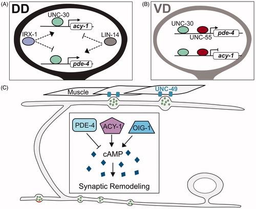 Figure 5. cAMP promotes synaptic remodeling. (A) Transcriptional control of biosynthetic (acy-1/adenylate cyclase) and metabolic (pde-4/phosphodiesterase) regulators of cAMP in DD neurons by IRX-1/Iroquois, UNC-30/PITX and LIN-14. (B) In VD neurons, UNC-30/PITX and UNC-55/COUP-TF promote expression of pde-4/phosphodiesterase and antagonize expression of acy-1/adenylate cyclase to prevent cAMP levels from exceeding a critical threshold that triggers presynaptic remodeling. (C) cAMP promotes the elimination of ventral presynaptic vesicles (green) and the localization of dorsal synaptic vesicles (green) adjacent to clusters of the postsynaptic UNC-49 GABAergic receptors (blue) in dorsal muscles in remodeling DD neurons. cAMP levels are reduced by PDE-4/phosphodiesterase and elevated by the ACY-1/adenylate cyclase and OIG-1/One-Ig-domain transmembrane protein.