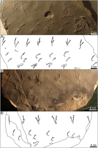 Figure 14. A) Kouphichnium atkinsoni, type specimen NMMNH P-69048 B) MSC 28063.