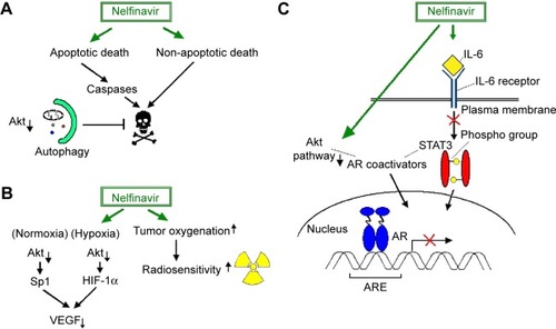 Figure 1 Nelfinavir-regulated signaling pathways which affect tumor cell biology or determine the effectiveness of antitumor therapy.