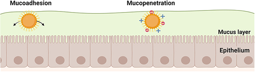Figure 2 Mucoadhesion mechanisms underlying oral delivery of drug-loaded NPs. Created with BioRender.com.