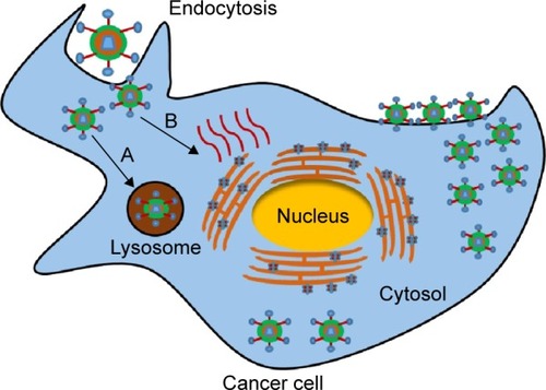 Figure 2 Vaccinia virus entry mechanism.Notes: The vaccinia virus enters through endocytosis via two different mechanisms: A, lysosome-mediated entry; B, direct replication in the cytosol. ER acts as a factory for virus replication. Data from Tolonen et al.Citation46Abbreviation: ER, endoplasmic reticulum.