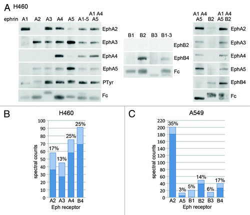 Figure 3. Identification of Eph receptors expressed in the H460 and A549 lung cancer cell lines. (A) The Eph receptors expressed in H460 lung cancer cells were pulled down by using the indicated ephrin Fc fusion proteins, or mixtures of fusion proteins, and detected by immunoblot analysis with the indicated antibodies. (B and C) H460 or A549 cell lysates were subjected to pull-downs with a mixture of ephrin-A1 Fc, ephrin-A4 Fc, ephrin-A5 Fc and ephrin-B2 Fc and the associated Eph receptors were identified by 1-dimensional LC/MS/MS analysis. The histograms show the spectral counts obtained for each Eph receptor, with the dark bottom portion of the bars representing the spectral counts that were assigned only to the indicated Eph receptor. The percentage of sequence coverage for each receptor is indicated above the bars.