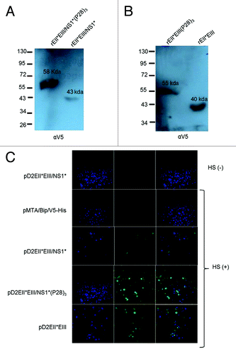 Figure 2. Analysis of the in vitro expression of DENV-2 recombinant proteins. Secreted recombinant DENV-2 E products were assessed using SDS-PAGE and western blot analysis. The sizes of the molecular weight markers are indicated on the left in kDa. The estimated sizes of the recombinant proteins were as follows: (A) rEII*EIII/NS1*(P28)3, 58 kDa; and rEII*EIII/NS1*, 43 kDa, (B) rEII*EIII(P28)3, 55 kDa; and rEII*EIII, 40 kDa. The positions of the recombinant proteins are indicated with arrows, and the name of each protein is shown on the membrane. (C) Analysis of S2 cells that were transiently transfected with each plasmid (separately) (i.e., pD2EII*EIII/NS1*(P28)3, pD2EII*EIII/NS1*, pD2EII*EIII(P28)3, pD2EII*EIII. The transfected cells were treated with brefeldin A for 4 h prior to fixation and permeabilization. Indirect immunofluorescence was performed using a mix of human dengue immune serum and human normal serum samples (as described in Materials and Methods).