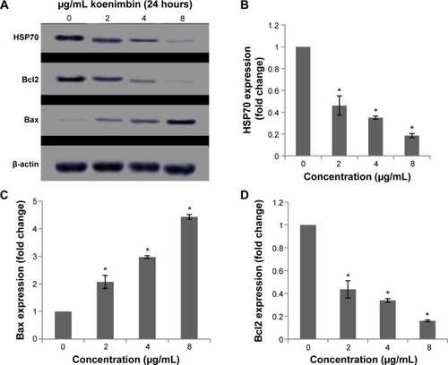 Figure 9 Western blot analysis of koenimbin in selected apoptotic signaling markers.