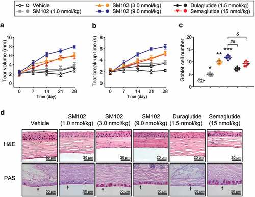 Figure 4. Protective effects of SM102 on diabetic DES after 4-week treatment. (a) Tear volume and (b) breakup time of tear film in diabetic DES mice during 4-week SM102 treatment. (c) The number of conjunctival goblet cells in diabetic DES mice after 4-week SM102 treatment. (d) Pathological morphology of cornea or conjunctiva in diabetic DES mice presenting by H&E staining (top row) or PAS staining (bottom row). *, **, ***p < 0.05, 0.01, 0.001 versus vehicle, ## p < 0.01 versus dulaglutide, & p < 0.05 versus Semaglutide by indicated statistical test. Data represented as mean ± SD (n = 8).