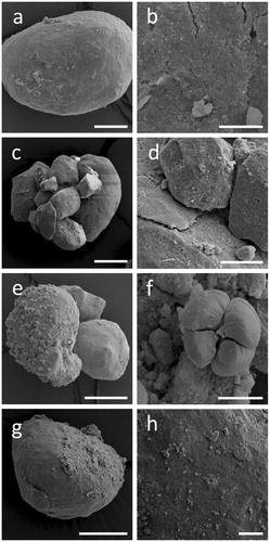 Figure 5. Alterations of RP surface structure when treated with organic acids in abiotic agar plates. SEM images showing RP exposed to (a, b) ultrapure water, (c, d) citric, (e, f) oxalic, or (g, h) gluconic acid. Scale bars: (a) 50 µm, (c, e, g) 100 µm, (b) 10 µm, (d, h) 25 µm, (f) 5 µm. Images shown are typical of several images.
