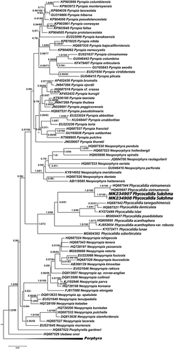 Fig. 1. ML phylogenetic tree based on based on rbcL sequence data. Bootstrap values and aLRT (> 0.5) for ML analysis are shown at nodes