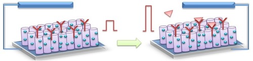 Figure 7 Schematic demonstration of PEC biosensors based on TiO2 NTs. The signal is enhanced in the presence of target molecules.