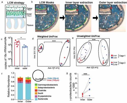 Figure 2. Mucus-associated dense community is compositionally distinct from adjoining sparse community