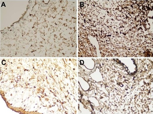 Figure 4 Immunohistochemistry microphotographs showing the intensities of platelet-derived growth factor immunostaining of one rabbit from each of the sham and treatment groups.