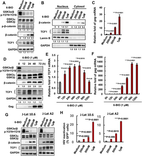 Figure 1. Suppression of GSK3 kinase activity by 6-BIO reactivates HIV-1 from CD4+ T cells. ACH2 cells were incubated with indicated concentrations of 6-BIO for 24 h, (A) the expressions of GSK3, β-catenin and TCF1 and their phosphorylated forms were detected by Western blotting with specific antibodies; (B) the nuclear translocation of β-catenin and TCF1 were detected by Western blotting; (C) HIV-1 reactivation was measured by quantifying the production of gag mRNA. (D–F) Assay for GSK3 inhibition, TCF1 expression, and HIV-1 reactivation. (G, H) 6-BIO inhibits GSK3 activity and reactivates HIV-1 in J-Lat cells. J-Lat 10.6 or J-Lat A2 cells were incubated with indicated concentrations of 6-BIO for 24 h, and the inhibition of GSK3 activity and the expressions of β-catenin and TCF1 were detected by Western blotting (G), and viral reactivation was detected by quantifying the GFP+ cells (H). Grey intensity of the Western blotting strips was analysed with software of Image J (A, B, D). Result is one representative from five independent repeats. Data are presented as mean ± SD. **P < 0.01, *** P < 0.001, and ****P < 0.0001 denote significant difference.