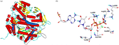 Figure 1 Human DNA polymerase α model. a) Superposition of the protein backbones of the template (α-helices = red, β-sheets = yellow, loops = cyan) and the pol α model. The model contains the nucleotide binding domain only, consisting of finger, palm and thumb region (α-helices = blue, β-sheets = green, loops = grey). b) Close-up view of the dTTP binding complex. Hydrogen bonds are shown as black dashed lines. The ligand is presented in ball-and-stick- mode. Colour code: carbon = white, hydrogen = cyan, oxygen = red, nitrogen = blue, phosphorus = orange, calcium = green). (Please see colour online).