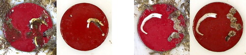 Figure 6. Two FRC coated discs after 176 days fouling. Disc B17 (Left image pair), Disc B18 (Right image pair). Lefthand side image of each pair is before rheometer testing, and righthand side image is after rheometer testing.