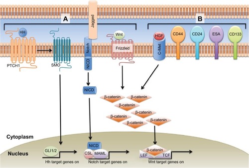 Figure 1 EMT signaling pathways and CSC markers in pancreatic cancer.