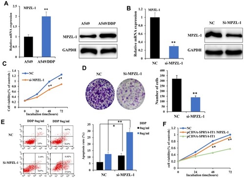 Figure 4 Knockdown of MPZL-1 inhibited cell growth and induced apoptosis of A549/DDP cells.Notes: (A) MPZL-1 was upregulated in A549/DDP cells by qRT-PCR and Western blot. (B) The expression of MPZL-1 was analyzed by qRT-PCR and Western blot after transfection with si-MPZL-1 in A549/DDP cells at 24 h after treatment. (C) Cell growth was inhibited by downregulating MPZL-1. (D) Clonal forming analysis was used to detect the effect of MPZL-1 low expression on cell growth. (E) Flow cytometric analysis was used to investigate the effect of MPZL-1 low expression on cell apoptosis induced by cisplatin (Cisplatin dose of 0.0, 8.0 μg/mL) at 24 h after treatment. (F) Cell growth was measured by CCK8 assay by transfection with pCDNA-SPRY4-IT1 and pCDNA-MPZL-1 contrast to pCDNA-SPRY4-IT1 overexpression group at 0 h, 24 h, 48 h, and 72 h after treatment. *P <0.05, **P<0.01.Abbreviations: CCK-8, cell counting kit-8; siRNA, small interfering RNA; RT-qPCR, quantitative real-time polymerase chain reaction; SPRY4-IT1, SPRY4 intronic transcript 1.