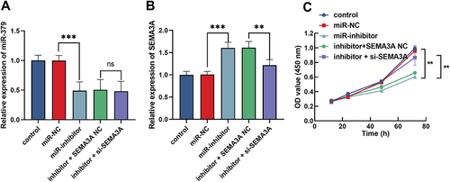 Figure 3 miR-379 affects the proliferation of KGN by regulating SEMA3A. (A) Effect of miR-379 inhibitor and si-SEMA3A on miR-379 levels in KGN detected by RT-qPCR. (B) Effect of miR-379 inhibitor and si-SEMA3A on SEMA3A levels in KGN detected by RT-qPCR. (C) CCK-8 assay was employed to examine the proliferation of KGN cells function of miR-375 and SEMA3A. ***P < 0.001,**P < 0.01.