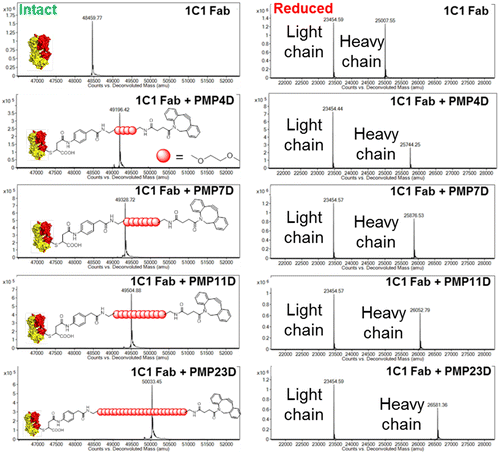 Figure 1. Mass spectrometry analysis of 1C1 Fab before and after conjugating with phenyl maleimide-PEG-DBCO cross-linkers with different PEG lengths. Left panel: intact spectra, right panel: reduced spectra.