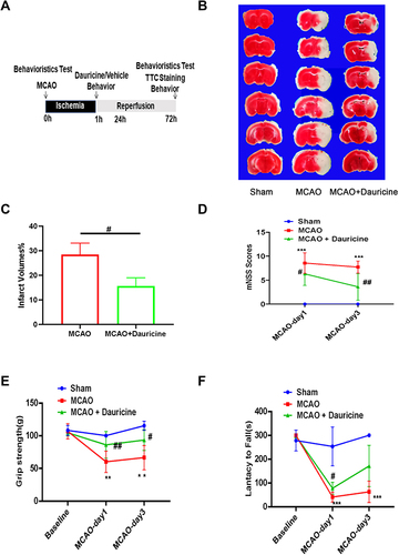 Figure 2 Dauricine decreases the brain infarct size and neurological deficits after tMCAO injury. (A) Flowchart illustrating drug administration and experimental design. (B) Mouse brains were procured at 24 h after ischemia–reperfusion, and TTC staining was applied to determine the infarct volume and quantified (C). (D) mNSS Scores, (E) grip strength and (F) lantacy to fall were applied to evaluate the functional outcomes of the two groups of tMCAO mice. n = 5 mice per group. Sham group vs MCAO group, **p < 0.01, ***p < 0.001; MCAO group vs (MCAO + dauricine) group #p < 0.05, ##p < 0.01, one-way ANOVA with Bonferroni post hoc test.