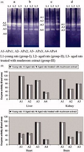 Figure 3. (A) Effect of extract of mushroom (Pleurotus ostreatus) on ascorbate peroxidase (Apx) in isozymes in (a) liver, (b) kidney, (c) heart and (d) brain tissues of aged rats. (B) Densitometric pattern of Apx isozymes.