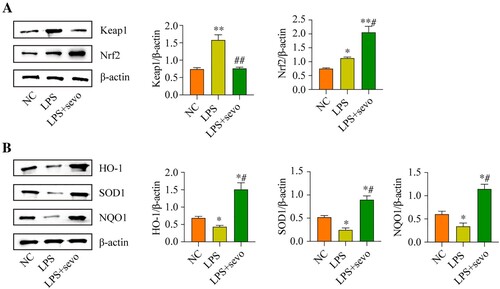 Figure 5. The Keap1/Nrf2 pathway were involved in sevoflurane-regulated ALI in mice model. All mice treated with 5 mg/kg LPS for 2 h and/or administered 3% sevoflurane for 4 h, the lung tissues were collected. Then, (A) Keap1 and Nrf2 protein levels and (B) Oxidative stress-associated proteins levels were measured, respectively. All data were presented as the mean ± SD. N = 3 in each group. *P < 0.05 and **P < 0.001 vs. NC group. #P < 0.05 and ##P < 0.01 vs. LPS group. NC, negative control. LPS, Lipopolysaccharide. Sevo, sevoflurane. Keap1, Kelch-like ECH-related protein 1. C-Nrf2, cytoplasmic-nuclear factor erythroid 2-related factor 2, N-Nrf2, nuclear- nuclear factor erythroid 2-related factor 2. HO-1, heme Oxygenase-1. NQO1, NAD(P) H: quinone oxidoreductase 1. SOD1, superoxide dismutase 1.