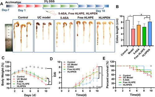 Figure 6. Observed efficacy indexes of HLHPEN on anti-UC effect. (A) Modeling and treatment experiment design and photos of colon. (B)Colon length. (C)Body weight. (D) DAI. (E) Survival Rate. (*p ＜ 0.05 vs UC Model, Δ p ＜ 0.05 vs HLHPEN).