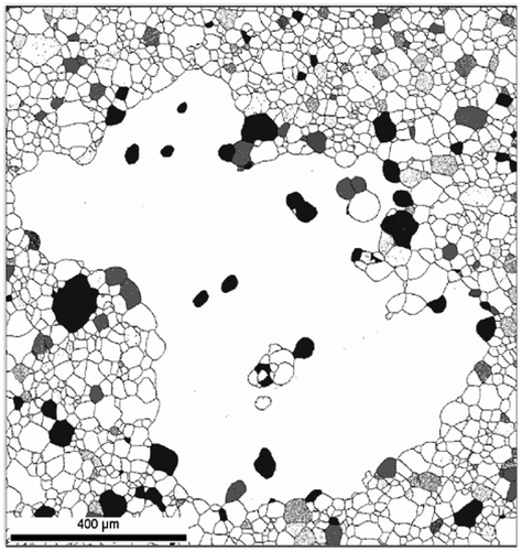 Figure 33. Microstructure of abnormally growing Goss grain found in Fe-3%Si steel, which contains many island and peninsular grains. Grains with misorientations below 15° with a Goss grain are shown in black. Grains with CSL relationships (Σ3~Σ37) with the Goss grain are shown in grey [Citation84].
