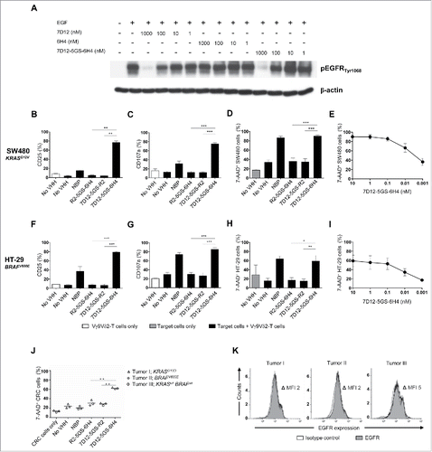 Figure 4. The 7D12-5GS-6H4 bispecific VHH inhibits EGFR signaling but does not depend on this to induce tumor cell lysis. (A) The anti-EGFR 7D12 VHH retains its capacity to inhibit phosphorylation of EGFR when incorporated in a bispecific 7D12-5GS-6H4 VHH format. Her14 cells were incubated with a mixture of 8 nM human EGF and the indicated VHH. Cell lysates were run on SDS-PAGE gel and western blotted for phosphorylated EGFRTyr1068 and β-actin as a loading control. (B-I) Vγ9Vδ2-T cells were cultured with or without the EGFR+ colon tumor cells SW480 KRASG12V (B-E) or HT29 BRAFV600E (F-I) for 24 hours or primary colon cancer cells for 4 hours (J) in a 1:1 ratio in the presence of the 7D12-5GS-6H4 bispecific VHH or a bispecific control VHH. VHH concentrations: B-D, F-H and J) 10 nM; E and I) as indicated. For control conditions, Vγ9Vδ2-T cells were co-cultured with target cells in the absence of VHH (no VHH; negative control) or with NBP-pretreated target cells (positive control). Vγ9Vδ2-T cell activation and degranulation was determined by assessing the percentage of CD25 (B) and (F) or CD107a (C and G) expression, respectively by flow cytometry. The percentage of lysed target cells was determined using 7-AAD staining and flow cytometry (D-E and H-J). B-D and (F-H) White bars represent Vγ9Vδ2-T cell mono-cultures in the absence of VHH, grey bars represent target cell mono-cultures in the absence of VHH and black bars represent Vγ9Vδ2-T cell co-cultures with target cells and indicated VHH. E and (I) Co-cultures of target cells with Vγ9Vδ2-T cells and the indicated amount of 7D12-5GS-6H4 bispecific VHH. J) Lysis of patient derived primary colon cancer cells; tumor 1: mutation in KRAS exon 2, c.38G>A, p.G13D; tumor 2: mutation in BRAF exon 15, c.1799 T>A, p.V600E; tumor 3: RAS and BRAF wild-type. (K) All three colon cancer samples expressed EGFR as determined by flow cytometry. Shown are means ± SEM of n = 3 experiments. p-Values were calculated with a one-way ANOVA and Bonferroni's post-hoc test (* indicates p<0.05, ** indicates p<0.01 and *** indicates p<0.001). Abbreviations: aminobisphosphonate (NBP); Gly4Ser (GS); mean fluorescence index (MFI).