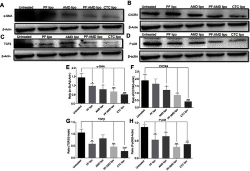 Figure 6 Effect of liposomes on α-SMA, CXCR4, TGFβ, and P-p38 expressions. Protein expression was determined by western blotting analyses (A) α-SMA expression (B) CXCR4 expression (C) TGFβ expression (D) P-p38 expression. The α-SMA, CXCR4, TGFβ expression and phosphorylation of p38 were determined as a ratio of the total α-SMA, CXCR4, TGFβ and P-p38 expressions to β-Actin, respectively (E) Relative α-SMA expression (F) Relative CXCR4 expression (G) Relative TGFβ expression (H) Relative P-p38 expression. One-Way ANOVA analysis was used to estimate the statistical significance in different groups in comparison with the untreated group. A two-sided “p” value of less than 0.05 indicated statistical significance. *p<0.05, **p<0.01, ***p<0.001, and ****p<0.0001.