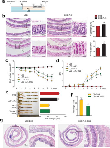 Figure 6. Administration of Akkermansia muciniphila improved gut barrier and ameliorated severe colitis in LCD-fed mice. (a) Experimental design. After 2 weeks of LCD feeding, mice were treated daily with oral gavage of A. muciniphila (A.K.) or PBS for 3 weeks more. DSS treatment was started 2 weeks after A.K. administration began. (b) H&E- and PAS-stained sections of colon and quantification of crypt depth and goblet cells per crypt in distal and middle colon from LCD- and LCD+A.K.-fed mice (n = 3/group). (c) Body weight and (d) DAI scores were recorded daily during DSS treatment (n = 5/group). (e) Colon lengths were measured following sacrifice on day 8 (n = 5/group). (f) Pathologic score and (g) representative H&E-stained images of colon sections (n = 5/group). Data are representative of two independent experiments and are mean ± SEM. Statistical analyses were conducted using Student’s t-test and one- or two-way ANOVA with Bonferroni’s post-hoc test. ##P < .01. Statistical comparisons between LCD-DSS vs. LCD+A.K.-DSS are represented as *P < .05; **P < .01.