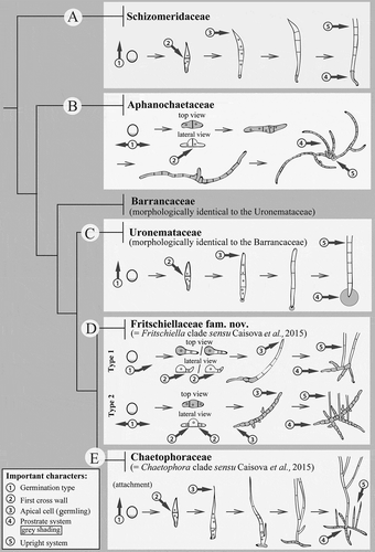 Fig. 1. Schematic presentation of important morphological characters for delimitation of chaetophoralean families. Five taxonomically important morphological characters at family level exist in the Chaetophorales. These characters are: (1) Type of zoospore germination, (2) Formation of the first cross wall, (3) Nature of apical cell of germlings, (4) Nature of prostrate system (= type of attachment) and (5) Nature of upright system. Taxonomically important characters are labelled with arrows and encircled numbers. Character no. 4 (= prostrate system/type of attachment) is shaded in grey. The individual families (except the Barrancaceae published already in Caisová et al., Citation2015) are labelled with capital letters ranging from A to E. Schematic drawings reflect typical development of strains within each family; early developmental stages (attached zoospores) are on the left and later developmental stages (mature filaments) are on the right. The cladogram showing relationships among chaetophoralean families is based on fig. 4 in Caisová et al. (Citation2015).