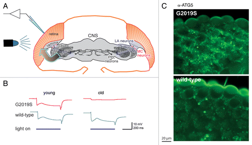 Figure 1. Flies expressing the most common PD-related mutation, Lrrk-G2019S, in their dopaminergic neurons show loss of visual response and degeneration of the retina. (A) Schematic of the experiment: G2019S or the wild-type human LRRK2 was expressed in the dopaminergic neurons (LA, MC and PPL neurons). Electrical recordings were made of the response of the photoreceptors in the eye to flashes of blue light (electroretinograms). Note that the transgene is expressed in one class of neurons, dopaminergic neurons, and the response measured in another, the histaminergic photoreceptors (arrow). (B) In young flies, the ERG trace consistently shows a sustained deflection, indicating photoreceptor activity, as long as the light is on. Old G2019S flies show a much-reduced response, showing failure of the photoreceptors. (C) The loss of function is accompanied by neurodegeneration, exemplified here by increased abundance of the autophagy marker ATG5, in the outermost layer of the photoreceptors of the G2019S flies. (Fig. modified based on those in the original publication).