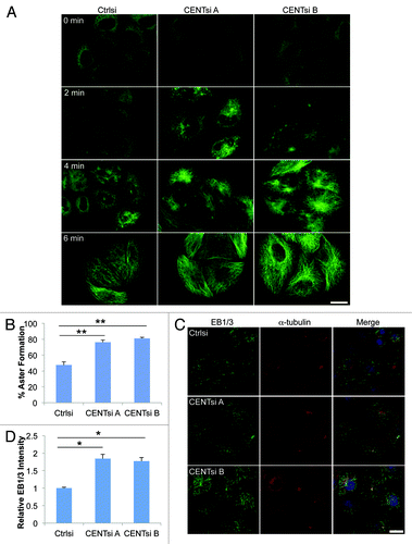 Figure 3. Centrobin-depleted cells initiate microtubule nucleation more rapidly than control cells. HeLa cells were transfected with control or Centrobin siRNA, incubated for 48 h and placed on ice for 1 h. (A) Cells were returned to warm (37°C) media for the indicated times, fixed and stained for α-tubulin. (B–D) Cells were returned to warm media for 2 min and then fixed. (B) Cells were stained for α-tubulin and quantified for the percentage of cells with aster formation after 2 min. Asters were identified by using the thresholding tool in ImageJ. For each experiment, 100 cells were counted. (C) Cells were fixed and stained for α-tubulin, EB1/3 and DAPI. (D) Quantification of total EB1/3 intensity per cell from (C) relative to control cells. For each experiment, 50 cells were counted. Error bars represent the standard error of the mean from three independent experiments. p-values are denoted as follows: *p < 0.05, **p < 0.01. Scale bars represent 20 μm.