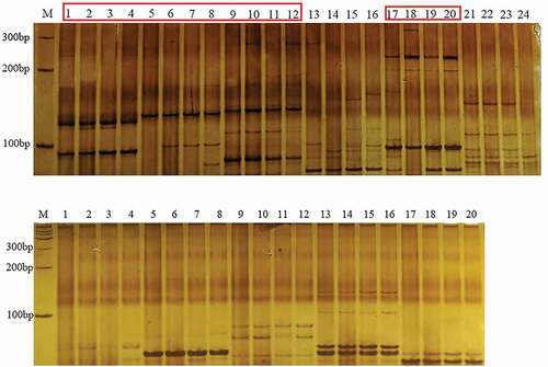 Figure 5. SSR profiles of B. striata.