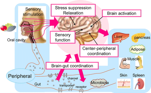 Figure 2. Program of foods for cognition activation in Platform I.