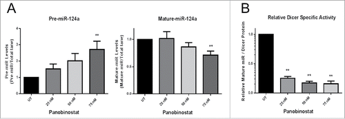 Figure 4. Panobinostat decreases Dicer activity. A. Protein lysates (20 µg) from JAR cells +/− 24 h of Panobinostat treatment were used in the Dicer activity assay and the amount of pre-miR-124a and mature-miR-124a were quantified. B. Dicer's relative specific activity was calculated using the ratio of mature-miR-124a produced to Dicer protein expression in a lysate. The data represent three independent experiments. Error bars ± SEM, **P < 0.005.