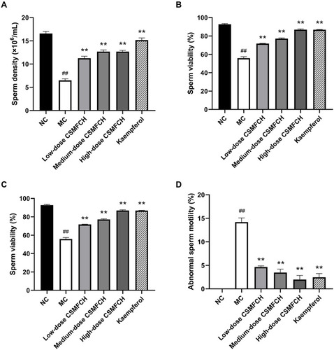 Figure 17 The sperm quality of each group. (A) The sperm density. (B) The sperm viability. (C) The sperm motility. (D) The abnormal sperm motility. Data: n = 6, mean ± SD, experiments performed in triplicate. ##P < 0.01 versus the NC group, **P < 0.01 versus the MC group.