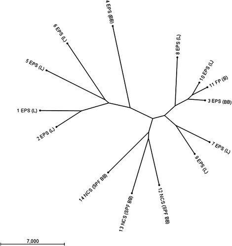 Figure 1. Radial unrooted phylogenetic tree based on full genome sequences of 14 E. coli strains demonstrates these strains are genetically different. Data were clustered using the neighbour joining method and E. coli chromosome as well as plasmid sequences are included. Samples are numbered according to Table 1. E. coli peritonitis syndrome (EPS), fibrinous polyserositis (FP) or no clinical signs (NCS) are indicated. Chicken type is given between brackets as layer (L), broiler (B), broiler-breeder (BB), and specified pathogen-free broiler-breeder (SPF BB).