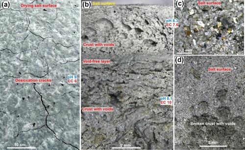 Figure 5. Photographs of salt crust on surface of the exposed lake bed. EC in mS/cm. A, Drying surface crust above damp sediment. White patches are initial salt deposits. B, Detailed view of a section through dry crust, showing internal structure, including abundant voids. C, Vertical close view of salt surface. White, shiny and translucent crystals are predominantly calcite and halite, and brown particles are clasts of Fe-stained quartz. D, Oblique view of broken edge (bottom) of salt crust, with exposed voids.