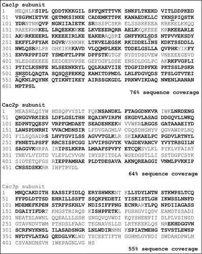 Figure 2. Sequence coverage and phosphopeptides identified in the 3 polypeptide subunits of CAF-I. The amino acids in bold were all part of the sequence coverage. The identified phosphorylated residues are underlined. Although some peptides contain more than one phosphorylated residue, only singly phosphorylated peptides were identified.