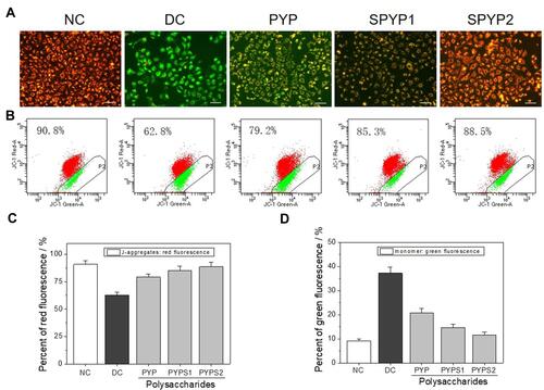 Figure 5 Changes of cell mitochondrial membrane potential of damaged cells before and after repair by PYPs with different –OSO3– content. (A) Fluorescence microscopy images; (B) flow cytometry results; (C) quantitative histogram of red fluorescence intensity; (D) quantitative histogram of green fluorescence intensity. Polysaccharide concentration: 100 μg/mL; oxalate concentration: 2.6 mmol/L: injury time: 3.5 h; repair time: 12 h.