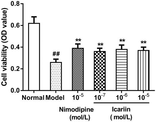 Figure 1. Effect of icariin on cell viability in OGD-treated PC12 cells. Model control cells were treated with 2 h OGD. The treated cells were incubated with icariin (10−7, 10−6 or 10−5 mol/L) or nimodipine (10 μmol/L) 1 h before OGD and 2 h throughout OGD. Normal control cells were incubated in a regular cell culture incubator under normoxic conditions. After these treatments, cell viability was analyzed using MTT assay. Mean ± SD for 10 samples. ##p < 0.01 vs normal control group. **p < 0.01 vs model control group.