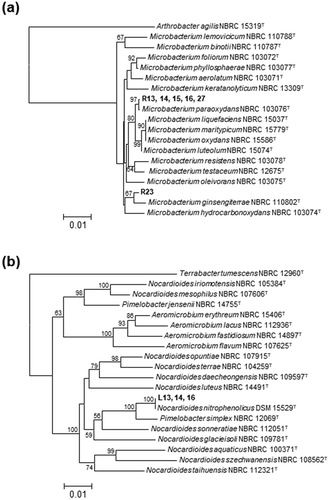 Figure 1. Identification of bacterial isolates that degraded riboflavin and lumichrome.