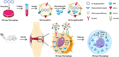 Figure 8 Engaging molecularly engineered M2 macrophage-derived exosomes with inflammation tropism and anti-inflammatory capabilities for co-delivery of IL-10 pDNA and GCs to achieve rheumatoid arthritis (RA) treatment via M1-to-M2 macrophage repolarization. Reprinted from J Control Release, 341, Li H, Feng Y, Zheng X et al. M2-type exosomes nanoparticles for rheumatoid arthritis therapy via macrophage re-polarization. 16–30. Copyright 2022, with permission from Elsevier.Citation195