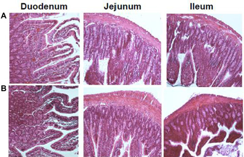 Figure 8 Histological sections of small intestinal segments from Wistar rats after oral administration of (A) Control and (B) T80-STA formulation.