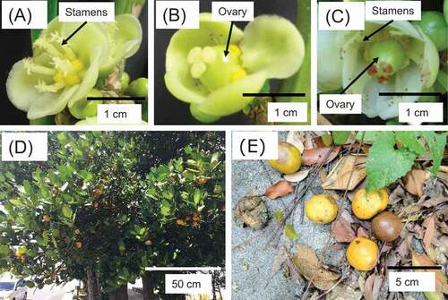 Figure 1. Flowers and fruits of the different sex types of G. subelliptica. (A) Male, (B) Female, (C) Hermaphrodite, (D) Fruits bearing in female tree, (E) Fallen fruit that produces an unpleasant smell