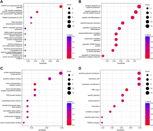 Figure 1. Gene set enrichment analyses on the genes annotated to significant differentially methylated regions in the longitudinal analysis performed between T0 and T12. (A) Top 10 enriched Reactome pathways. Top 10 enriched gene sets for (B) GO BP, (C) GO MF and (D) GO CC. Dots are coloured according to adjusted p-value (in grey pathways with adjusted p-value >.4). Dot size represents the number of genes that belong to the gene set/pathway.